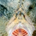 leaffish_white_han_baa_v_0011_mal0313.jpg